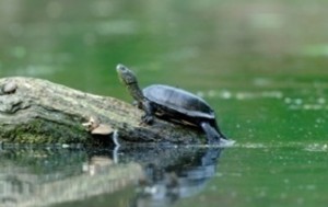 European pond turtle edna