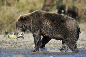 Grizzly bear catching fish in water